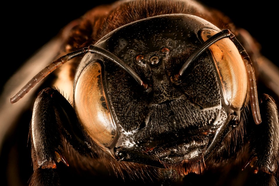 Xylocopa inconstans, f, face, Skukuza, South Africa Mpumalanga 2018-06-21-16.09.15 ZS PMax UDR