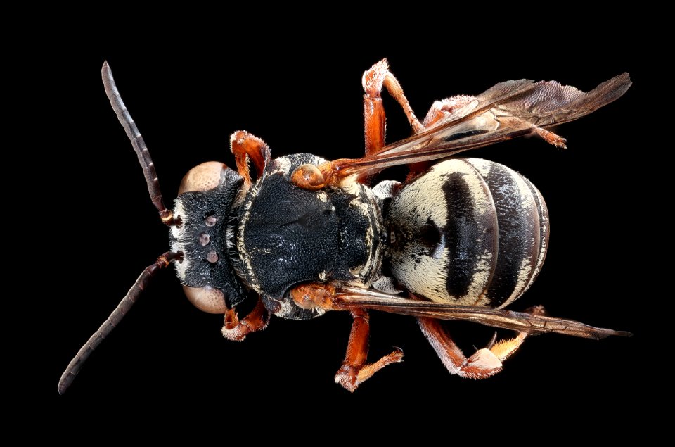 Triepeolus rhododontus, back, f, Talbot, MD 2019-10-21-19.06.23 ZS PMax UDR