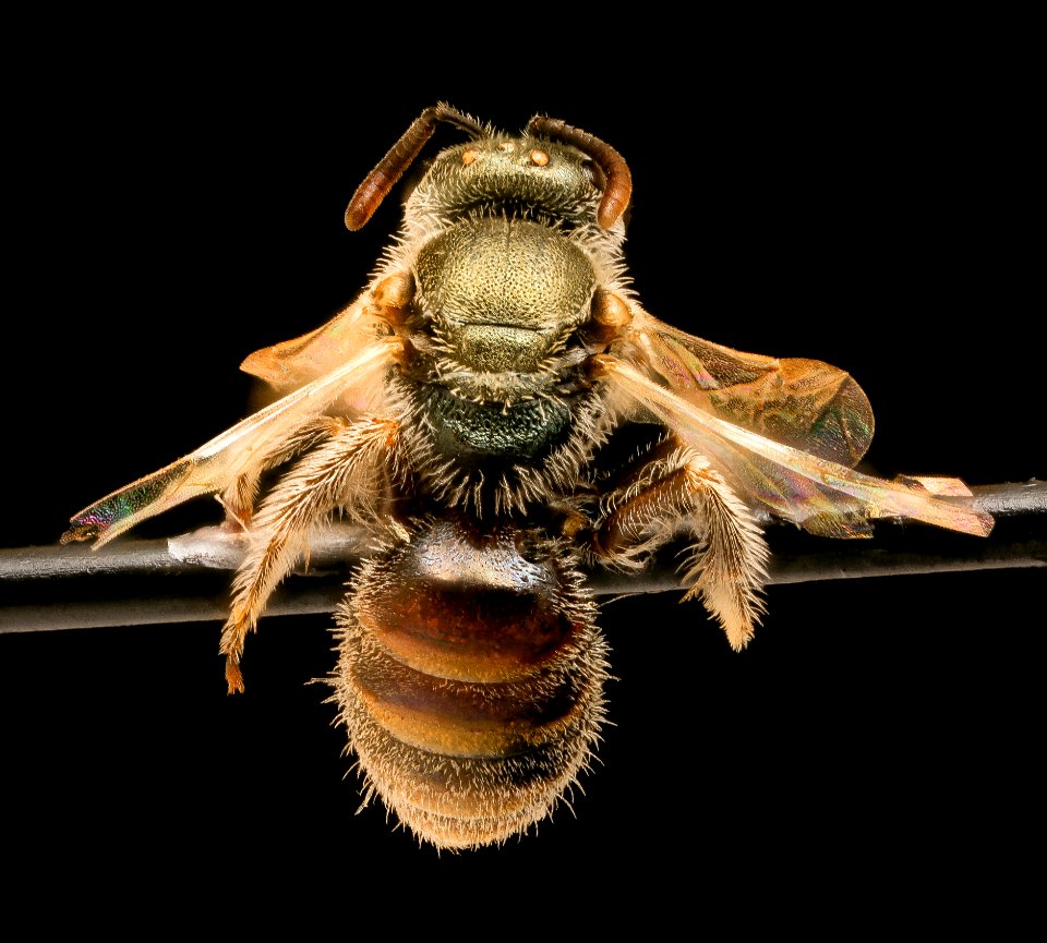 Lasioglossum hudsoniellum, f, back, Pennington, SD 2018-11-16-13.16.53 ZS PMax UDR