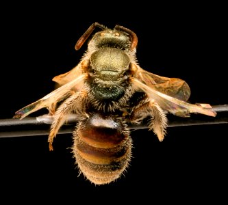 Lasioglossum hudsoniellum, f, back, Pennington, SD 2018-11-16-13.16.53 ZS PMax UDR photo