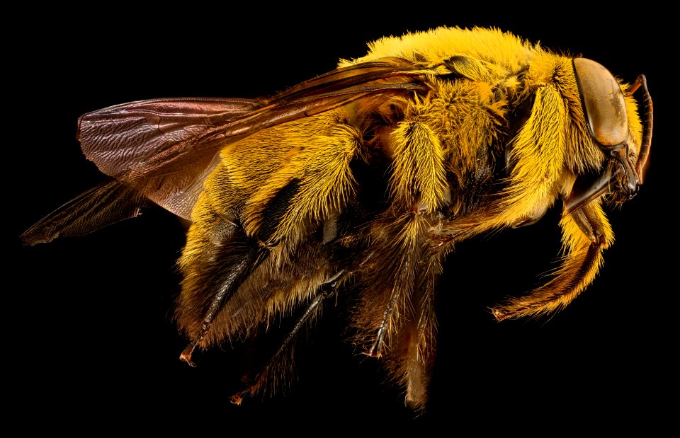 Xyclocopa caffra, m, right, Kruger NP, South Africa 2018-07-17-21.34.13 ZS PMax UDR