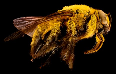 Xyclocopa caffra, m, right, Kruger NP, South Africa 2018-07-17-21.34.13 ZS PMax UDR