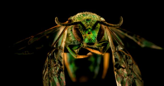 Augochloropsis fulgida, m, right, Lincoln Co, WV 2019-03-21-17.44.22 ZS PMax UDR (2) photo