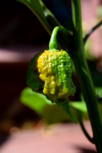 Ripening Carolina reapers