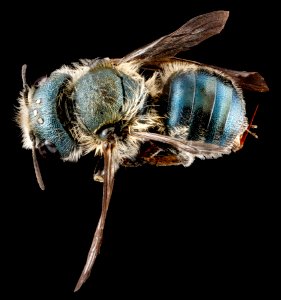 Osmia sandersoneae, F, back, Tennessee, Blount County 2013-02-01-15.31.36 ZS PMax