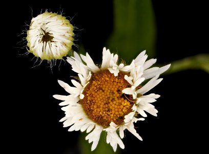Erigeron annuus 2, Daisy Fleabane, Howard Co, Md, H Metzman 2018-06-19-21.26.22 ZS PMax UDR