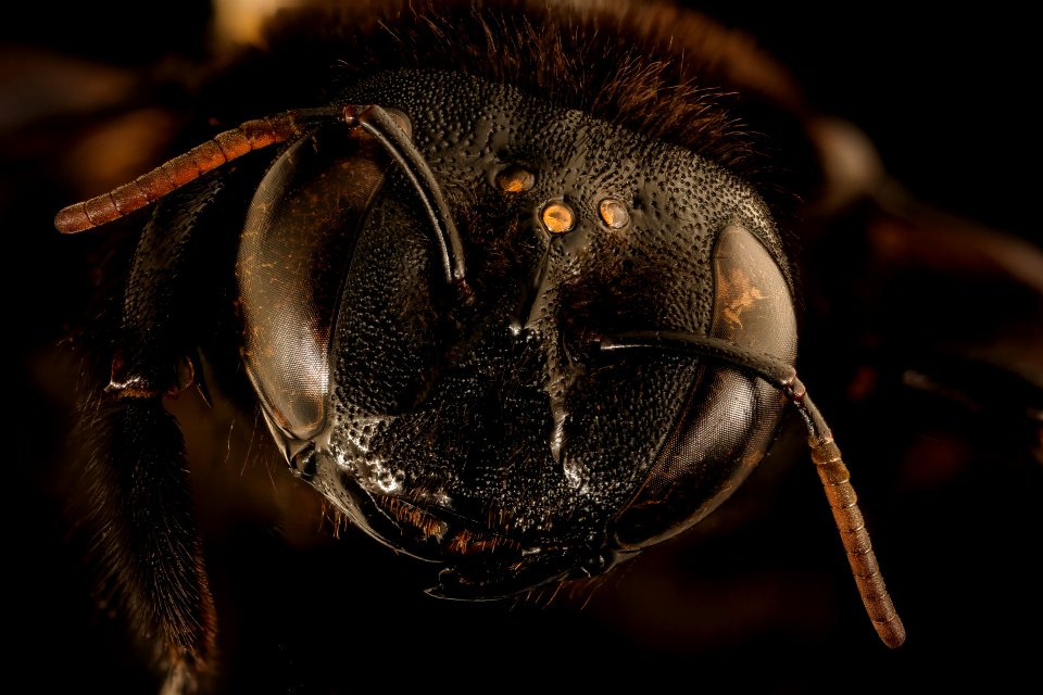Xyclocopa caffra, f, face, Kruger NP, South Africa 2018-07-17-20.42.31 ZS PMax UDR