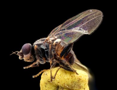 Minute fly, side, barc west 2020-10-21-20.27.09 ZS PMax UDR photo