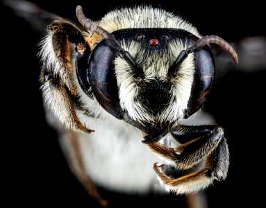 Megachile deceptrix, F, face, Dominican Republic 2012-10-03-16.08.20 ZS PMax photo