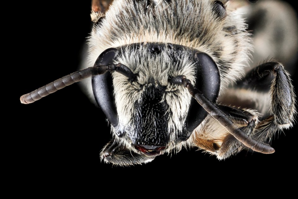Colletes latitarsis, M, Face, MD, Baltimore 2013-06-23-19.10