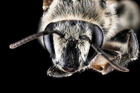Colletes latitarsis, M, Face, MD, Baltimore 2013-06-23-19.10