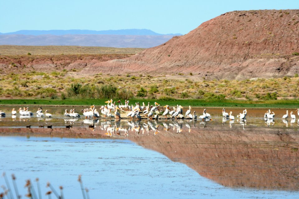 American White Pelicans
