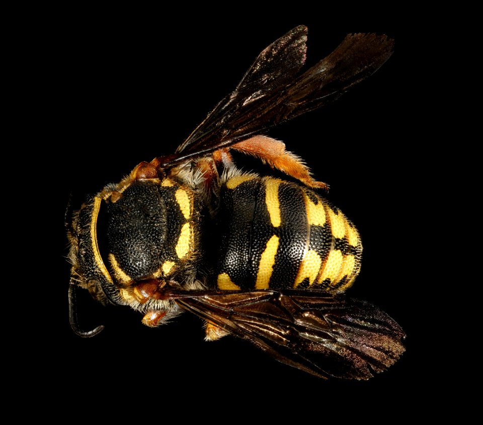 Anthidiellum ehrhorni, m, back, Cochise Co. AZ 2016-10-20-14.43