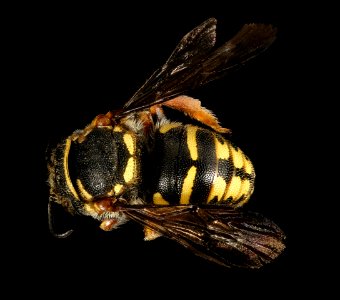Anthidiellum ehrhorni, m, back, Cochise Co. AZ 2016-10-20-14.43
