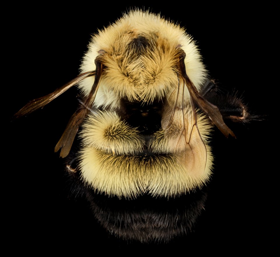 Bombus vagans, Q, Back, NY, Franklin County 2014-07-01-17.09