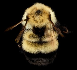 Bombus vagans, Q, Back, NY, Franklin County 2014-07-01-17.09