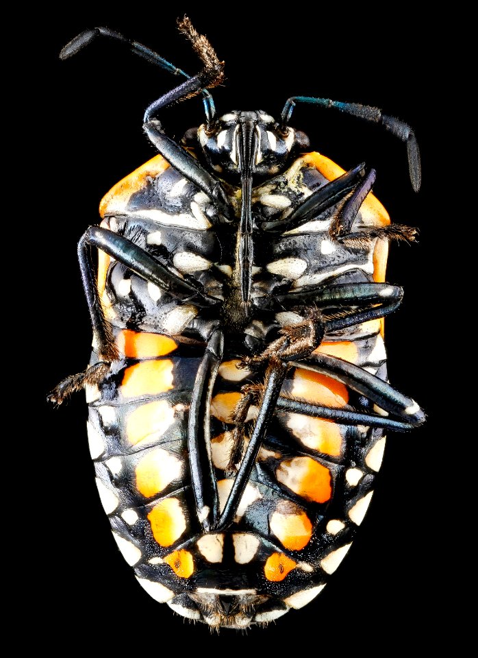 Murgantia histrionica, 2, F, ventral, Maryland, Beltsville 2013-03-08-14.08.32 ZS PMax