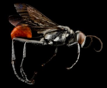 Prionyx thomae, M, side, Guantanamo Bay, Cuba 2012-11-13-11.22.22 ZS PMax