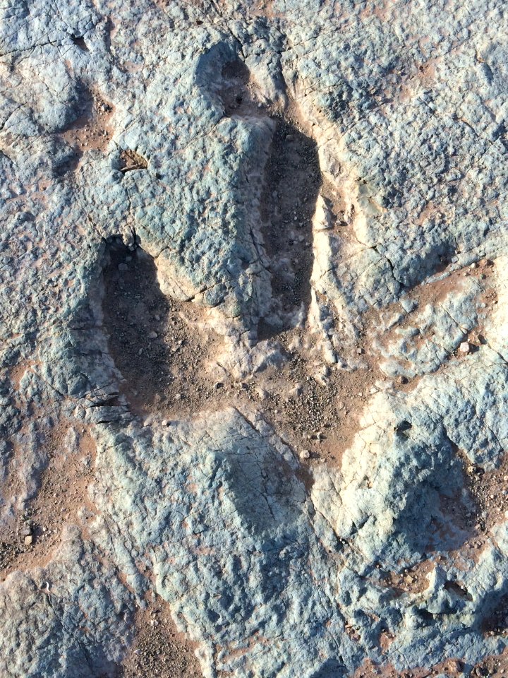 Mill Canyon Tracksite