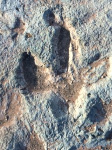 Mill Canyon Tracksite