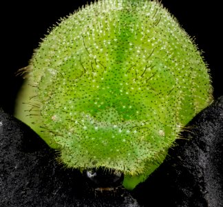 Karner blue butterfly, U, face, Indiana 2013-04-23-12.43.31 ZS PMax photo