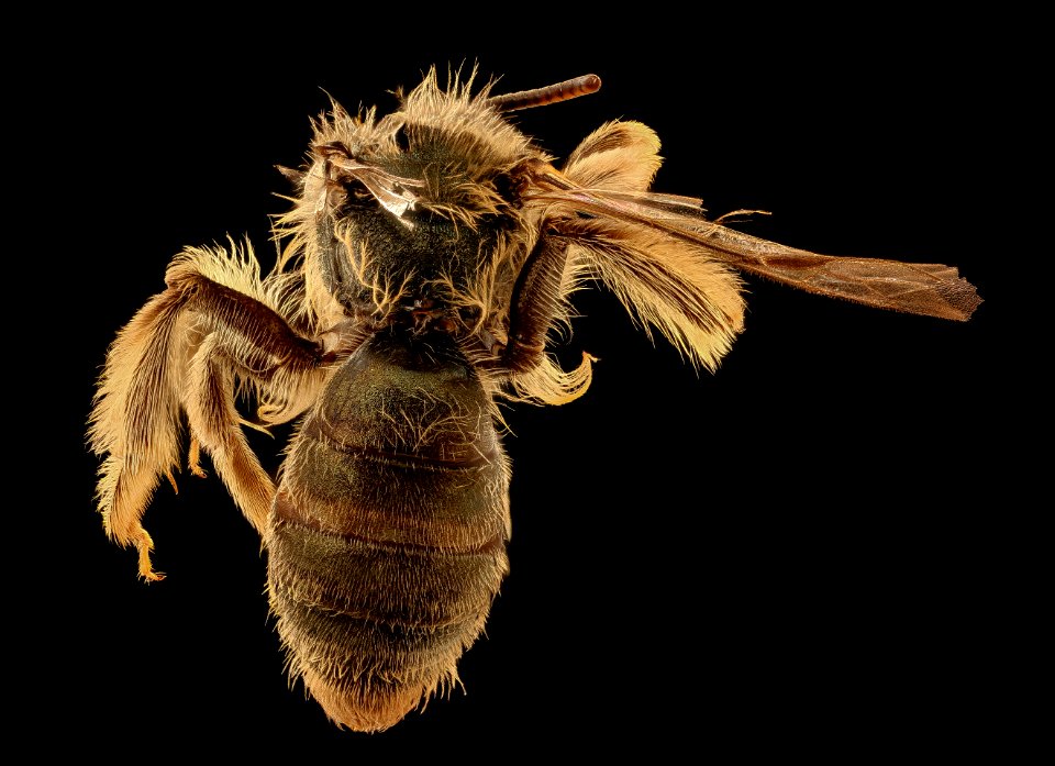 Andrena gnaphalii, f, back, Santa Barbara Co., CA 2018-07-13-16.09