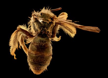 Andrena gnaphalii, f, back, Santa Barbara Co., CA 2018-07-13-16.09