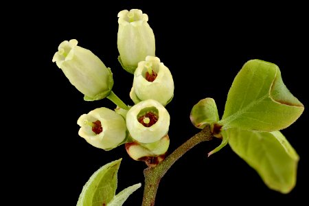 Vaccinium spp. need to id  blueberry, WSSC, Howard County, Md, Helen Lowe Metzman 2019-10-23-11.28.30 ZS PMax UDR