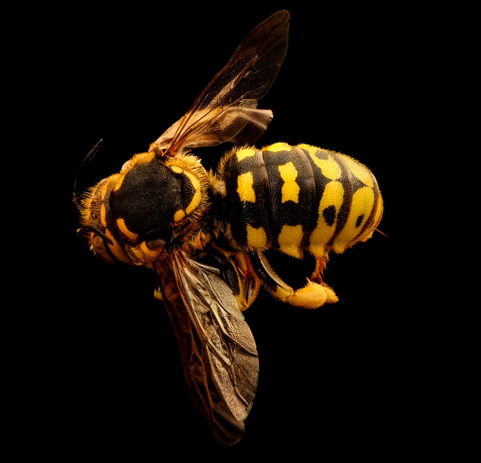 Dianthidium singulare, f, back, Mariposa, CA 2017-08-24-01.51