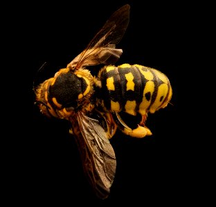 Dianthidium singulare, f, back, Mariposa, CA 2017-08-24-01.51