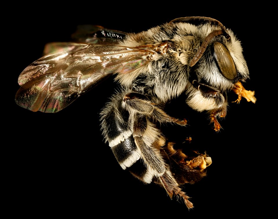 Colletes latitarsis, m, side, Pr. Georges Co, MD 2016-03-22-12.38