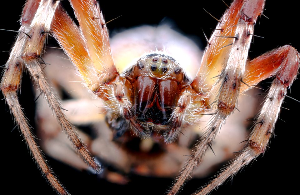 Cool spider, face 2020-08-17-18.57.06 ZS PMax UDR