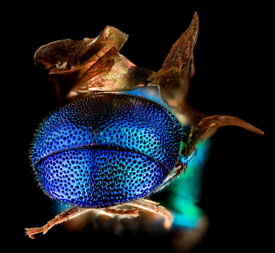Hedychrum parvum Aaron, U, Back, MD, Baltimore County 2014-03-18-13.10.59 ZS PMax