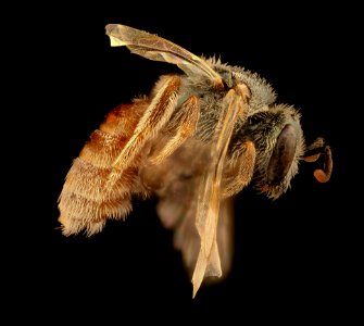 Lasioglossum pictum, f, right, Pennington Co., SD 2018-08-15-18.59.36 ZS PMax UDR