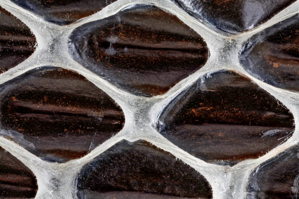 snake skin, head on 2012-09-05-17