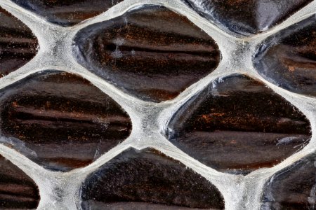 snake skin, head on 2012-09-05-17