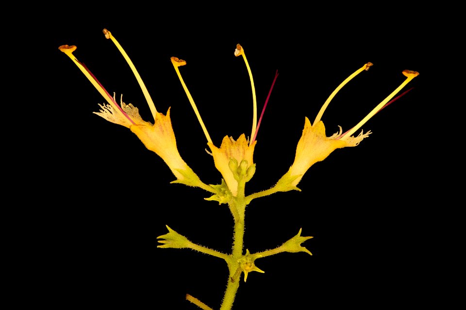 Collinsonia canadensis 3, Stoneroot, Howard County, Md, Helen Lowe Metzman 2019-03-22-17.35.53 ZS PMax UDR