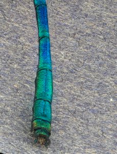 Ebony Jewelwing, back, MD, PG County 2013-06-11-17.53.10 ZS PMax photo