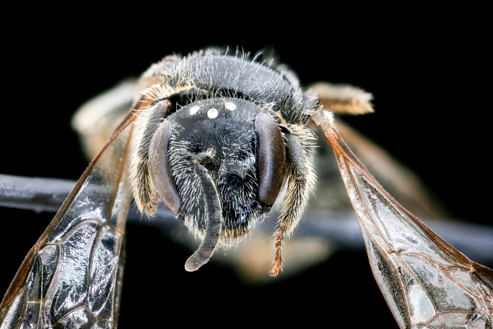 Lasioglossum sopinci, u, face, Macon Co. North Carolina 2019-12-18-12.36.26 ZS PMax UDR