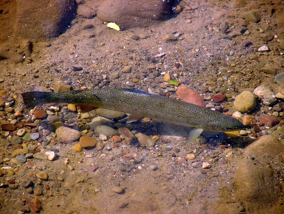 24-inch steelhead from Maria Ygnacio Creek in Santa Barbara County, California.