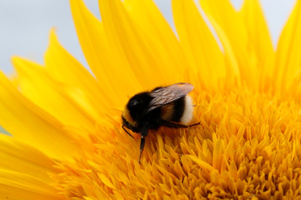 Yellow pollination blossom