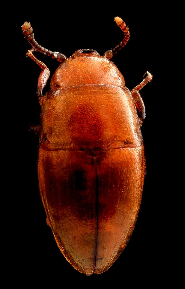 Antherophagus sp., back 2, U, Bogata, Columbia 2013-06-10-15.23.21 ZS PMax