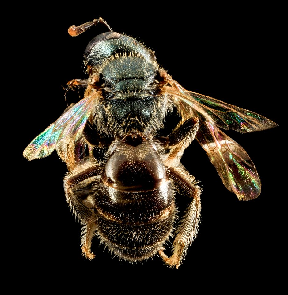 Lasioglossum tamiamense, F, Back, Georgia, Camden Co 2014-04-15-13.14.58 ZS PMax