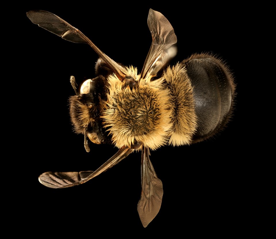 Anthophora ursina, f, back, Dauphin County, PA 2019-03-23-17.53.02 ZS PMax UDR