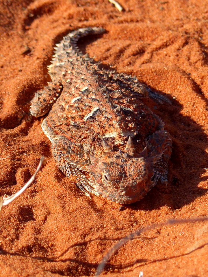 Desert Horned Lizard