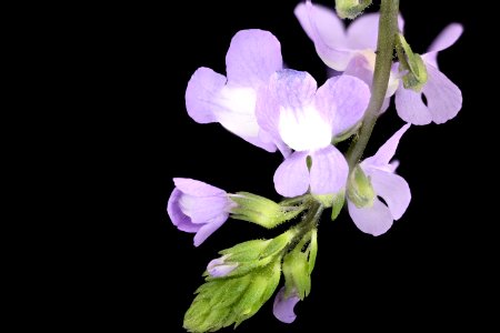 Nuttallanthus canadensis 2, Blue todflax, Howard County, Md, Helen Lowe Metzman 2019-10-23-18.55.33 ZS PMax UDR