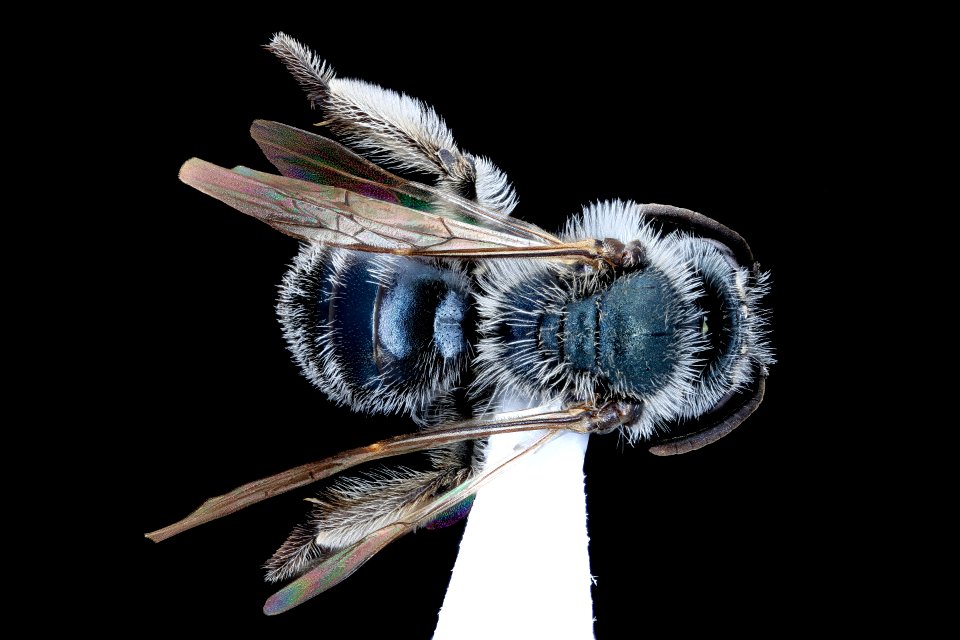 Andrena polemonii, f, back, New Castle co., Delaware 2020-08-18-17.12.49 ZS PMax UDR
