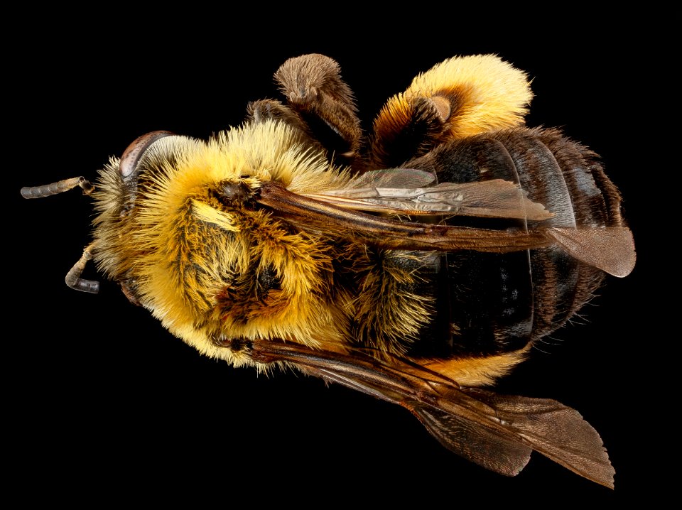 Melissodes dentiventris, F, back, Maryland, Anne Arundel County 2013-04-11-14.04.35 ZS PMax