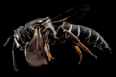 Coelioxys dolichos, f, side, md, kent county 2014-07-21-11.44.33 ZS PMax photo