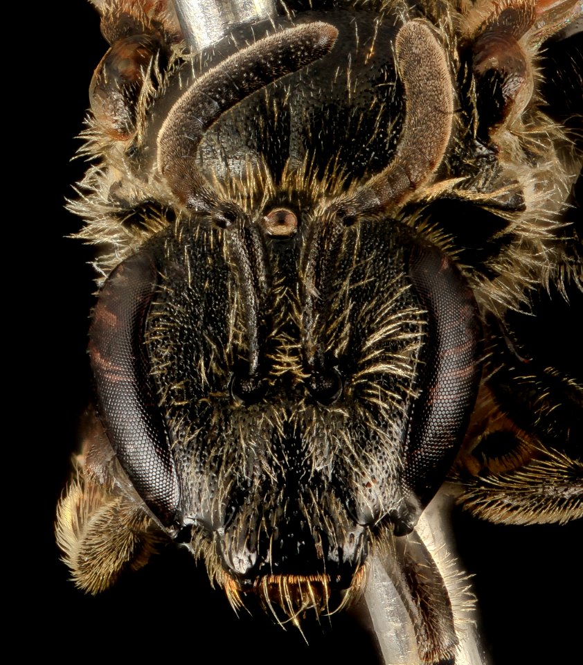 Lasioglossum inconditum, F, face, WY, Lincoln County 2014-06-17-13.11.22 ZS PMax